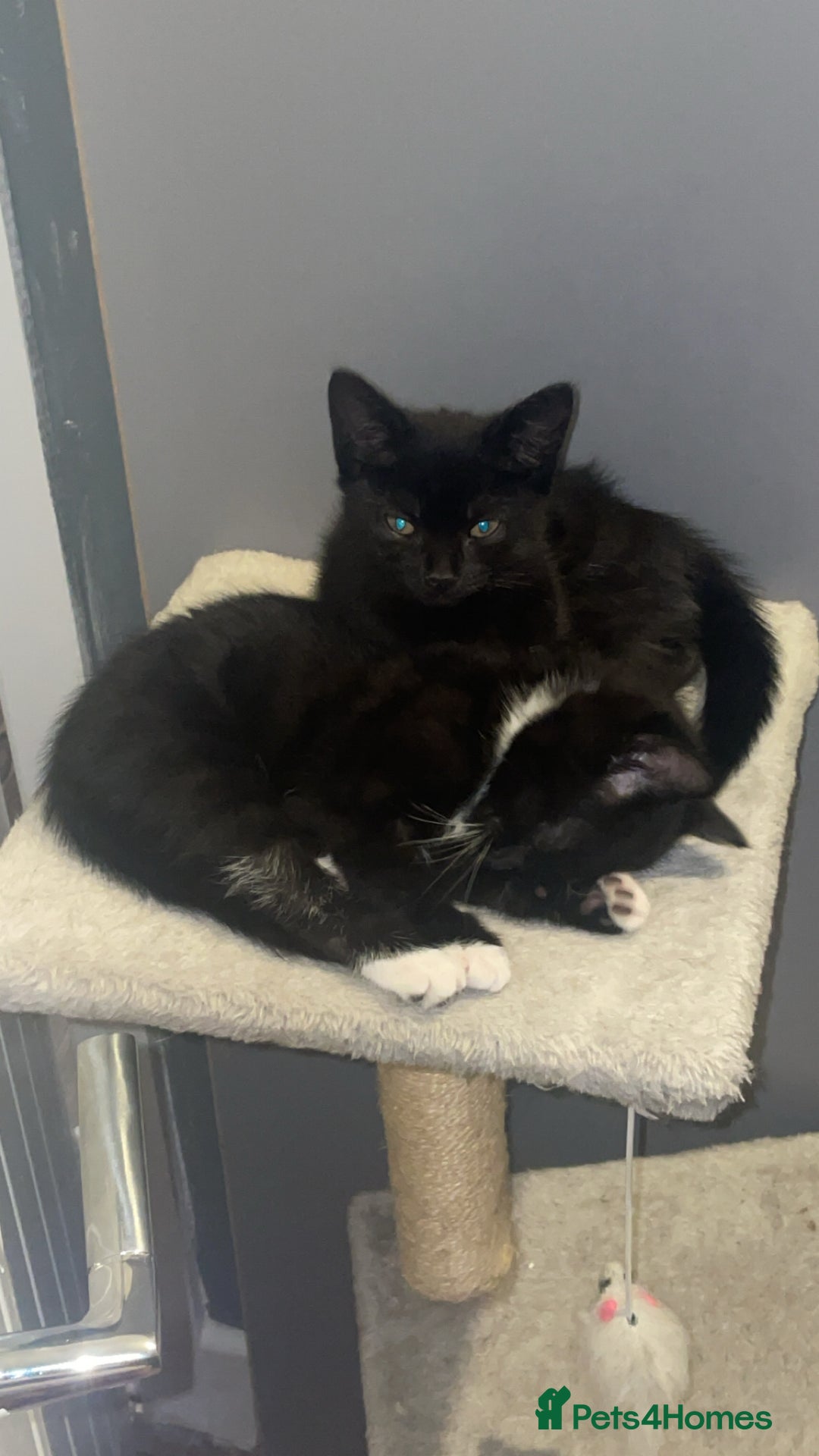 British Shorthair cats for sale: Kitten - Image 1