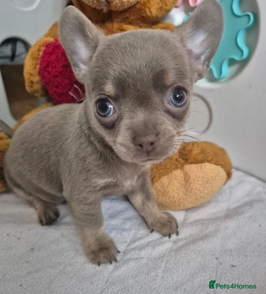 Chihuahua dogs for sale: 💜KC Reg Lilac Chihuahua Puppies 💜 - Advert 15
