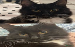 Mixed Breed cats for sale: Adorable Ragdoll/Domestic Kittens - Image 7