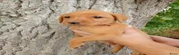 Labrador Retriever dogs for sale: Foxred labrador puppies - Advert 7