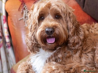 Labradoodle dogs 💯 Australian Cobberdog fully health tested - Advert 1