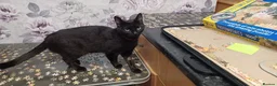 Domestic Shorthair cats for sale: Gorgeous black kitten needs rehoming in Loughborough - Advert 2