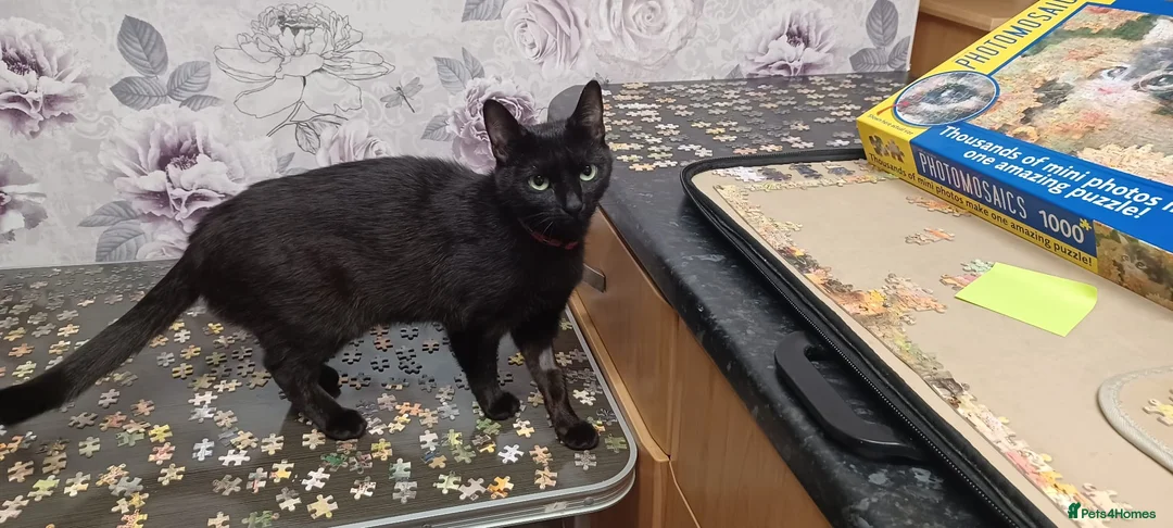 Domestic Shorthair cats for sale: Gorgeous black kitten needs rehoming in Loughborough - Advert 2