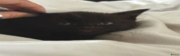 RagaMuffin cats for sale: Fluffy Ragamuffin Kittens - Advert 8