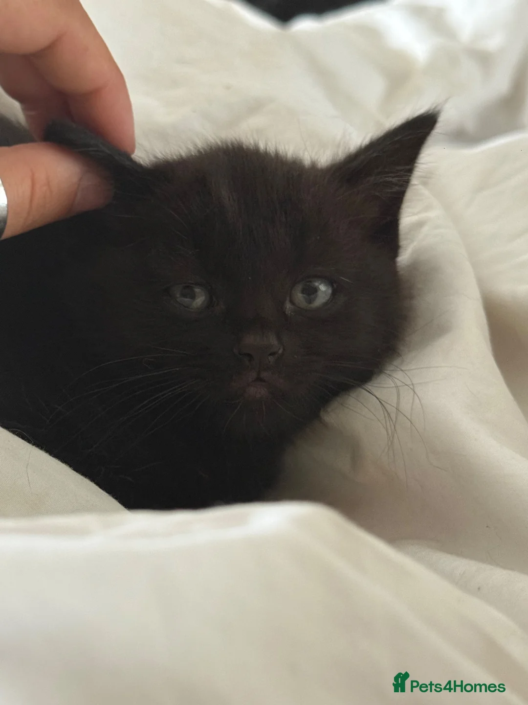 RagaMuffin cats for sale: Fluffy Ragamuffin Kittens - Advert 8