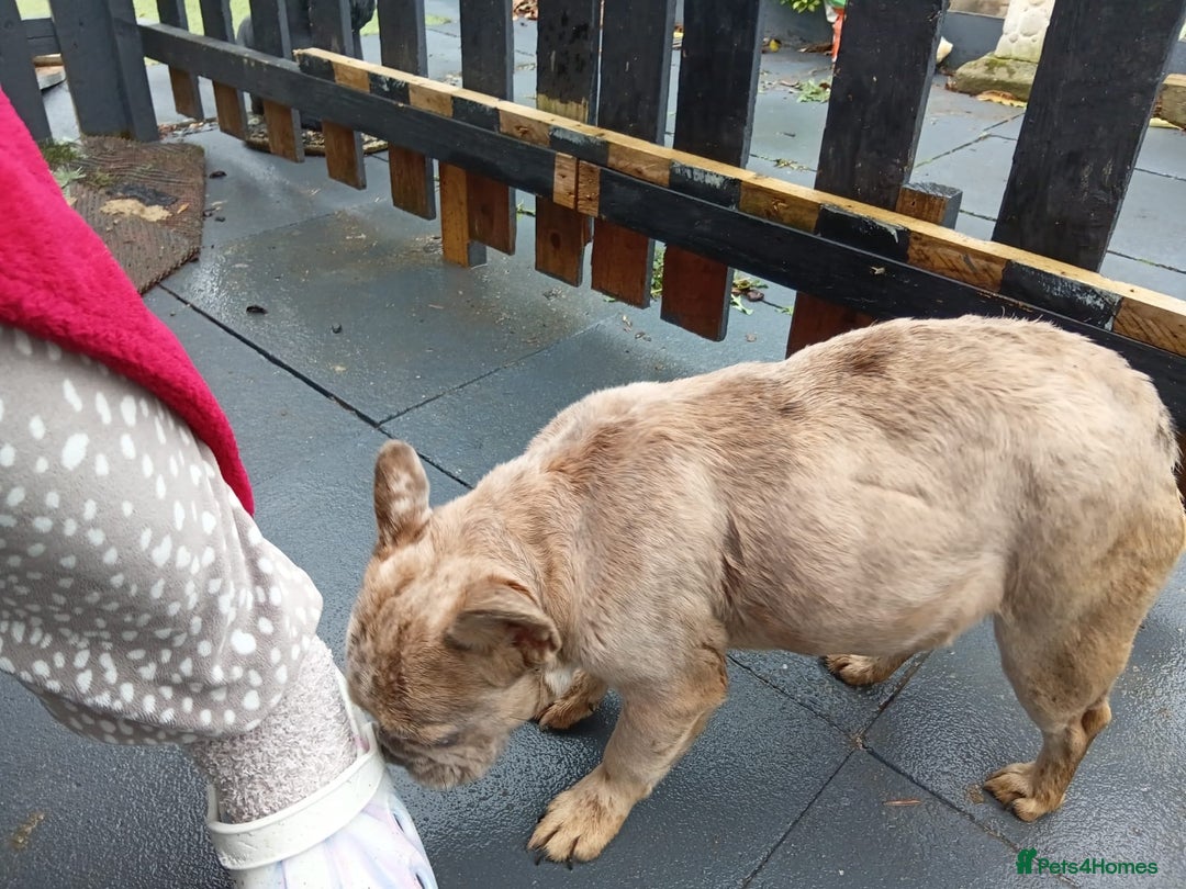 French Bulldog dogs for sale: French bulldog part fluffy Merle  - Advert 3