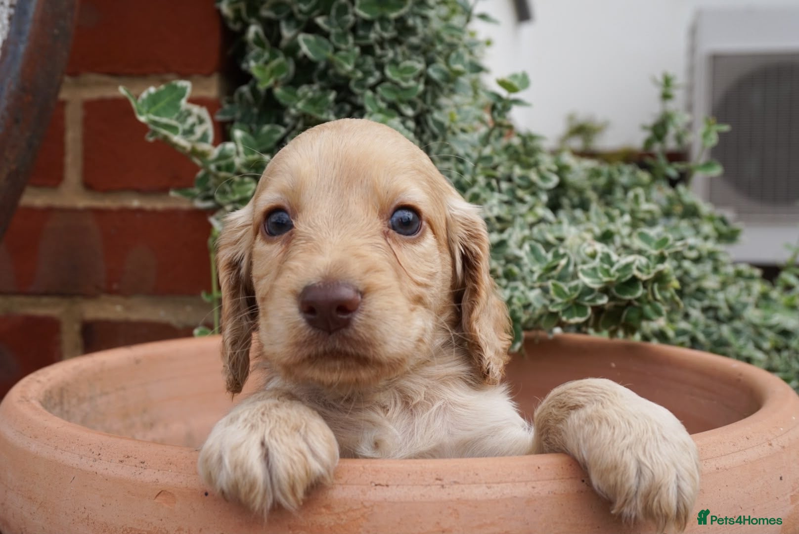 Cocker Spaniel dogs Working Cocker spaniel puppies for sale  - Advert 1