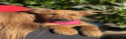 Mixed Breed dogs for adoption: Lovely Layla in Fleet - Advert 3