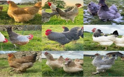 Chickens poultry for sale: Hatching eggs, Chicks & Ducklings - Image 16