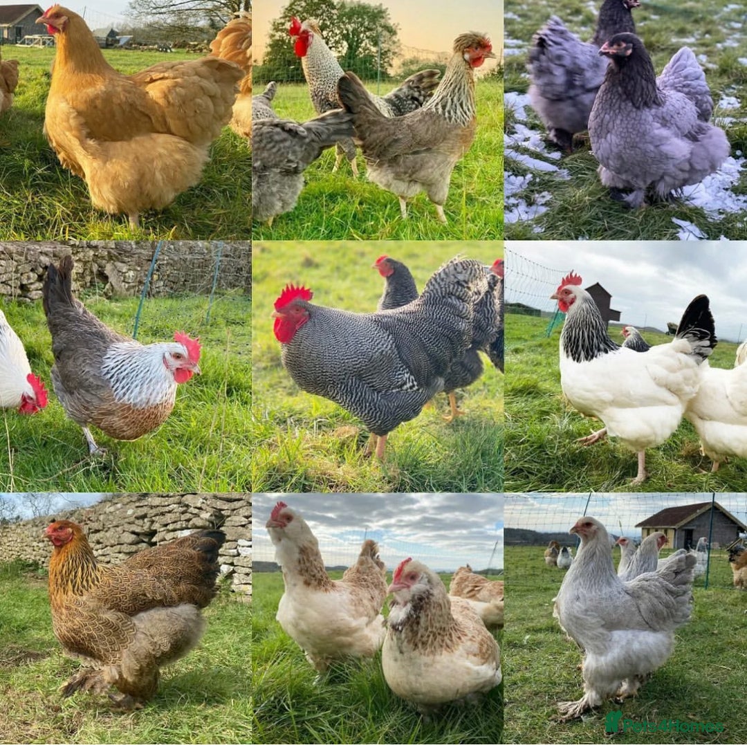 Chickens poultry for sale: Hatching eggs, Chicks & Ducklings - Image 16