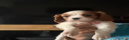 Cavalier King Charles Spaniel dogs for sale: KC registered DNA clear Cavalier pups, ready now - Advert 32
