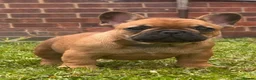French Bulldog dogs for sale: Champion sired health tested standard line French  in Doncaster - Advert 9