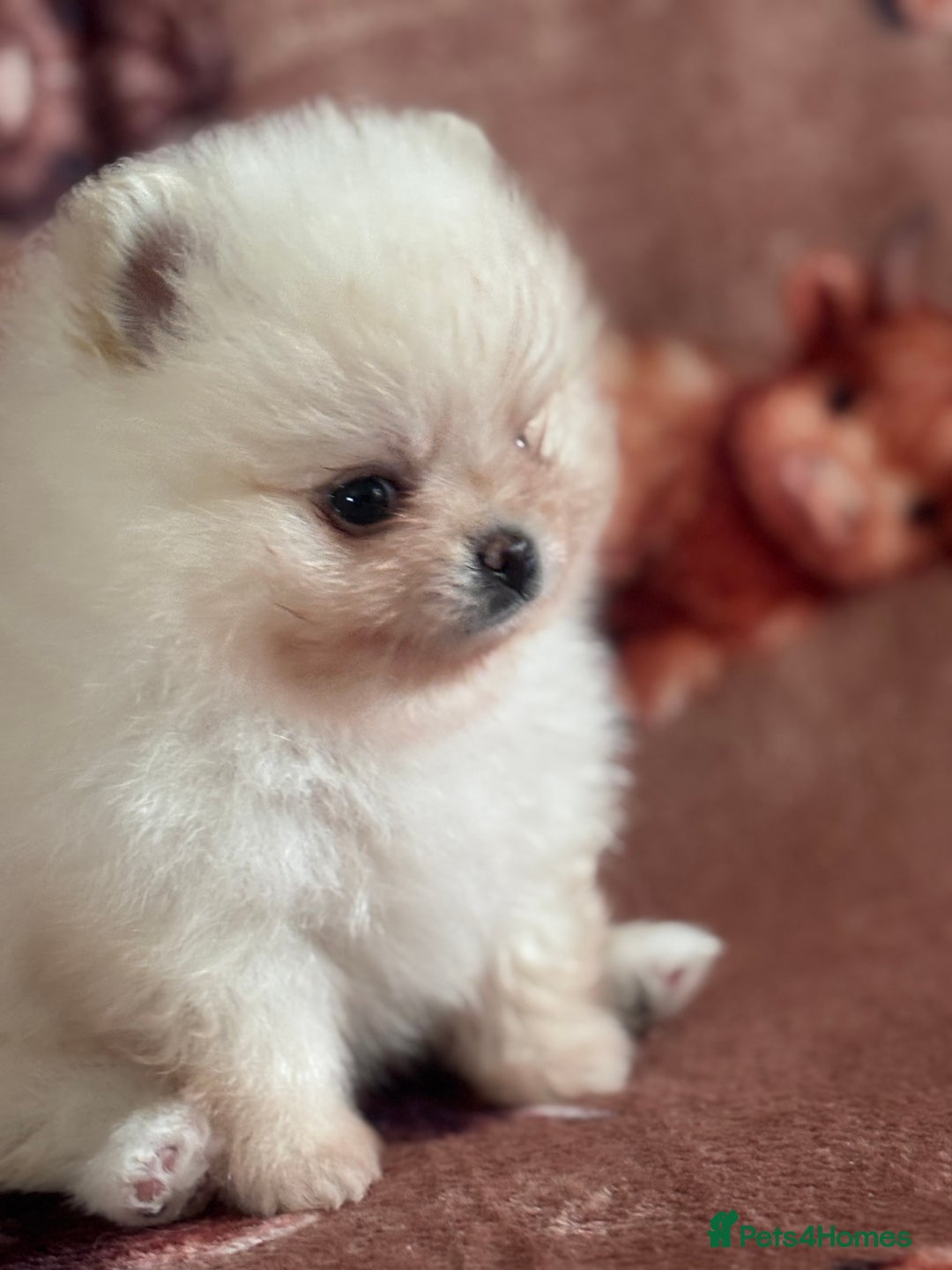Pomeranian dogs for sale: Male Pomeranian  - Image 5
