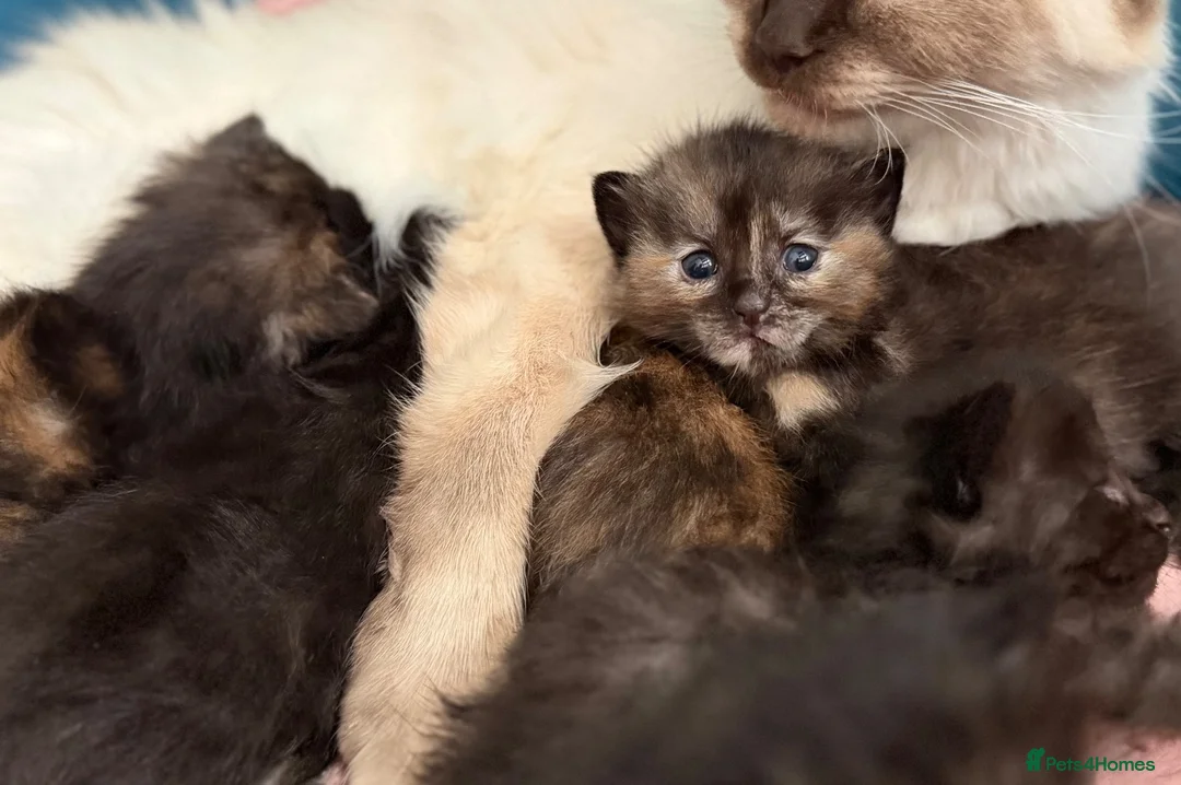 Mixed Breed cats for sale: Healthy Fluffy Black Tortie Ragdoll Cross Kittens  - Advert 1