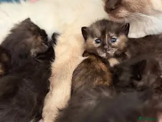 Mixed Breed cats Healthy Fluffy Black Tortie Ragdoll Cross Kittens - Advert 1