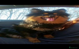 Pomeranian dogs for stud: Stud Pomeranian - Image 3