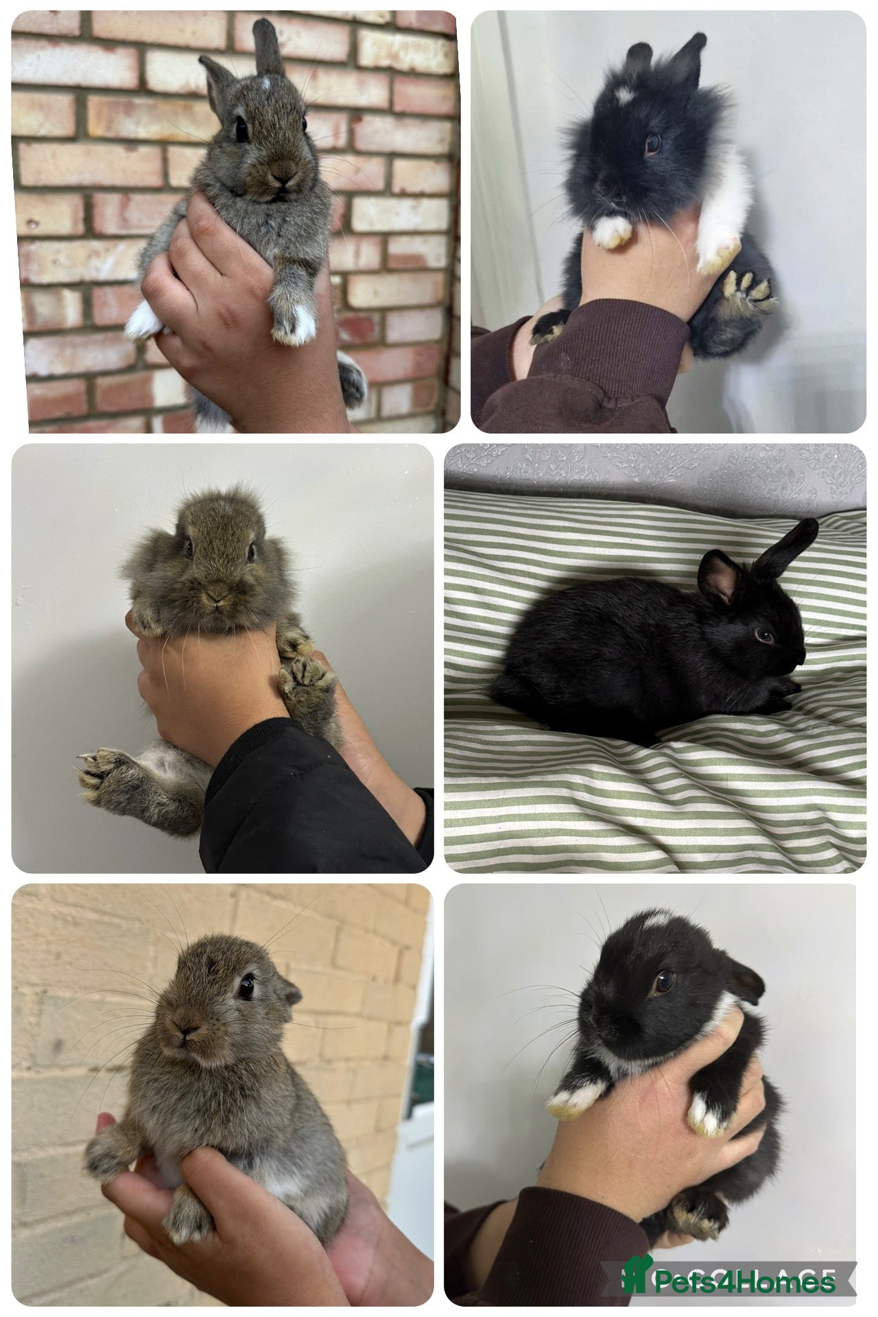Mixed Breed rabbits Lionhead x Mini Rex Bunnies! - Advert 1