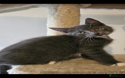 Domestic Shorthair cats for sale: 3 Grey Kittens ready for their new adventure!  - Image 2