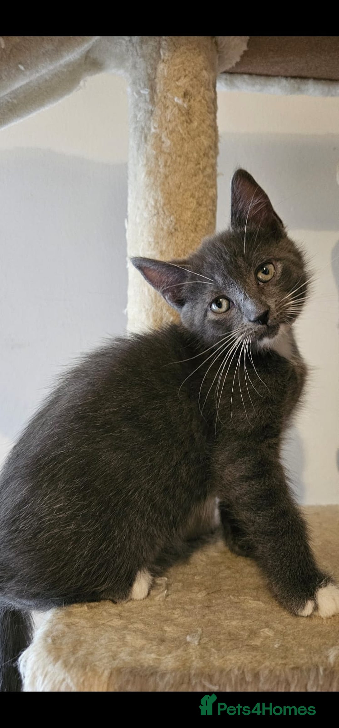 Domestic Shorthair cats for sale: 3 Grey Kittens ready for their new adventure!  - Image 2