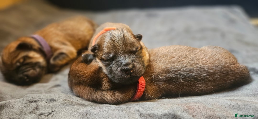 Chow Chow dogs for sale: Kc registered Chow chow puppies  - Advert 10