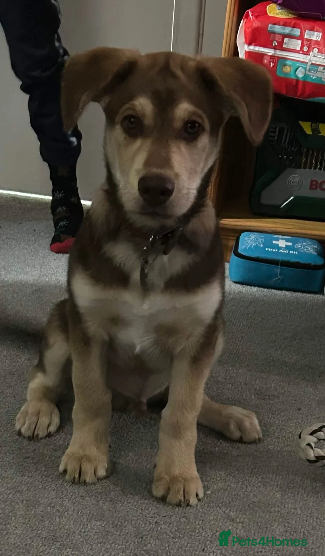 Mixed Breed dogs for sale: Huskamute cross in Edenbridge - Advert 4