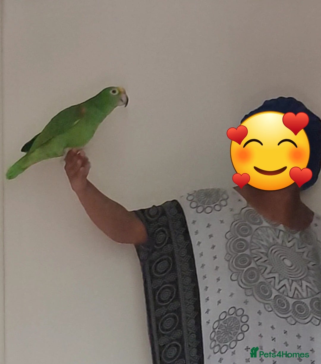 Parrots birds for sale: Very Vocal Male Panama Amazon & Large Parrot Cage - Image 5