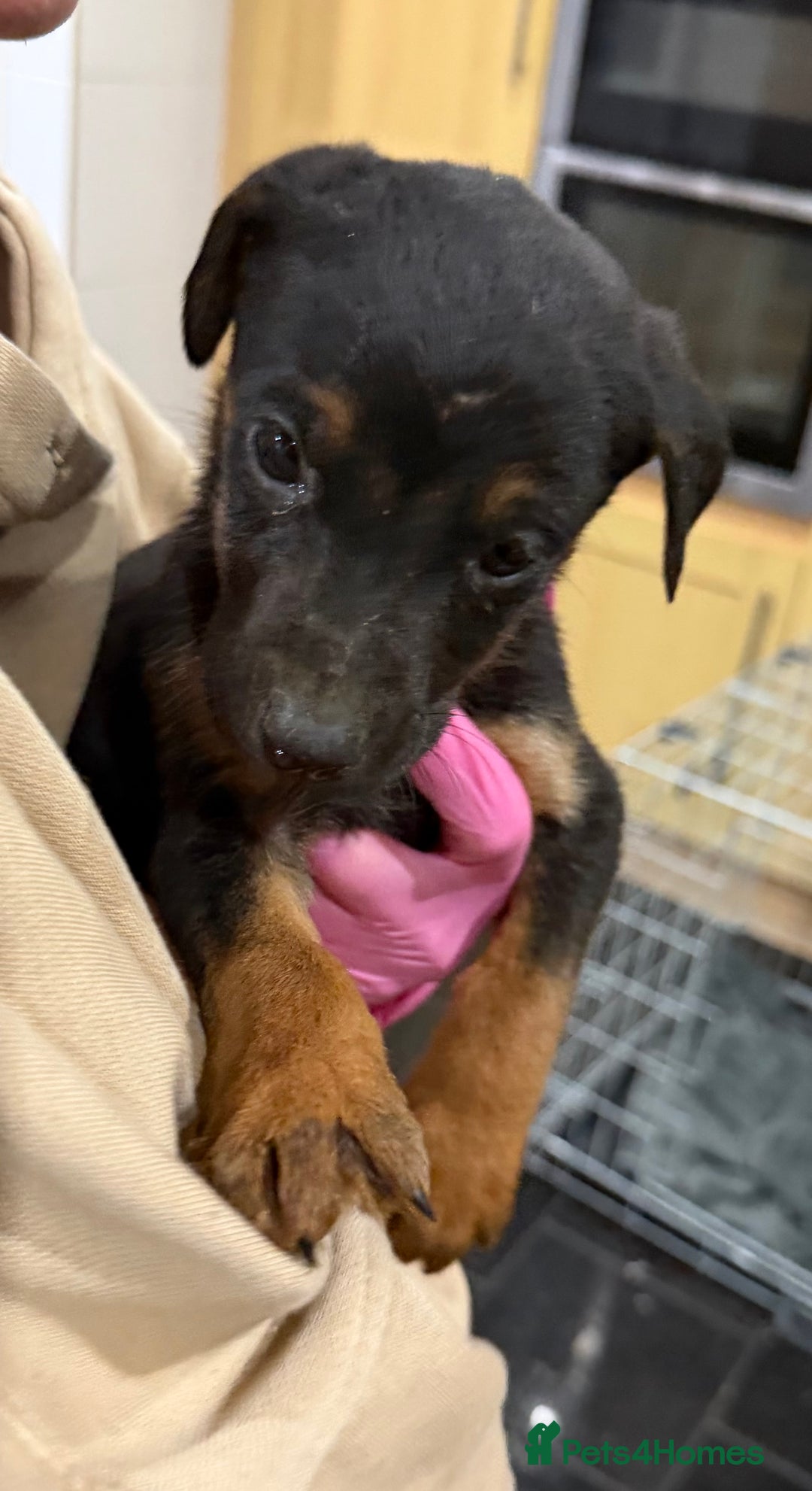 Mixed Breed dogs for sale: Doberman X puppies for sale  - Advert 4