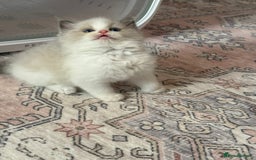 Ragdoll cats for sale: Blue eyes Blue-Bicolor kittens  - Image 26
