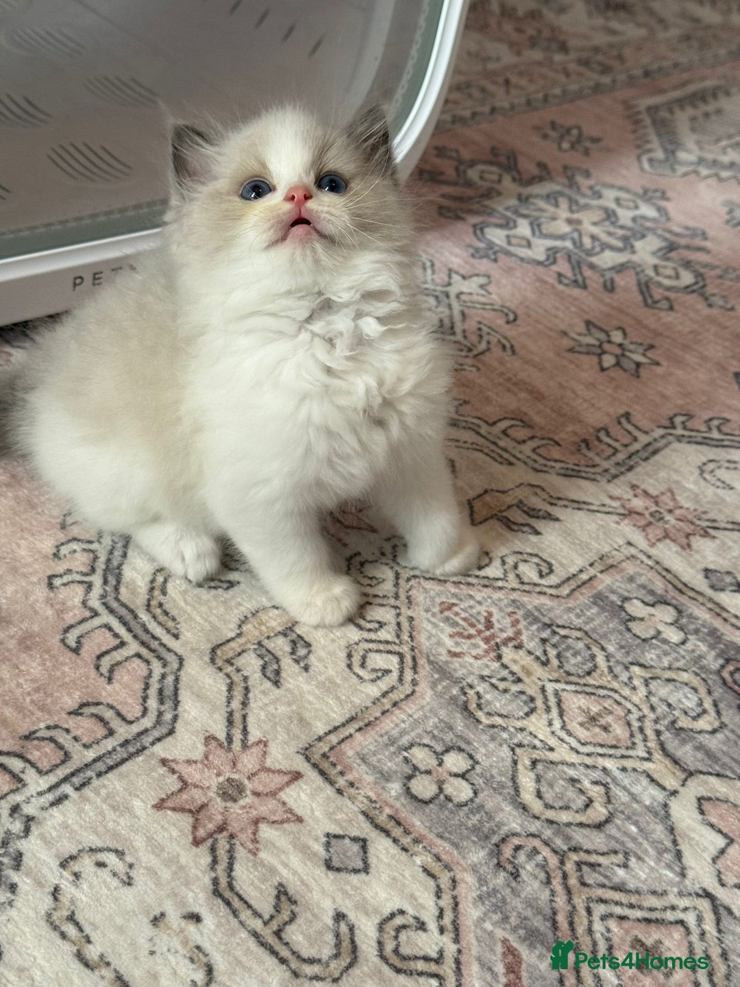 Ragdoll cats for sale: Blue eyes Blue-Bicolor kittens  - Image 26