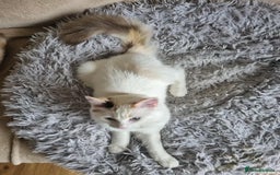 Ragdoll cats for sale: Ragdoll kittens  - Image 12