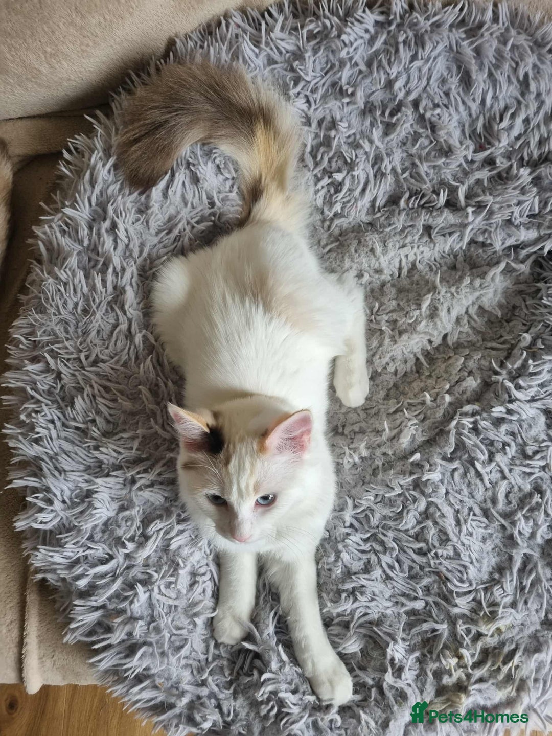 Ragdoll cats for sale: Ragdoll kittens  - Image 12