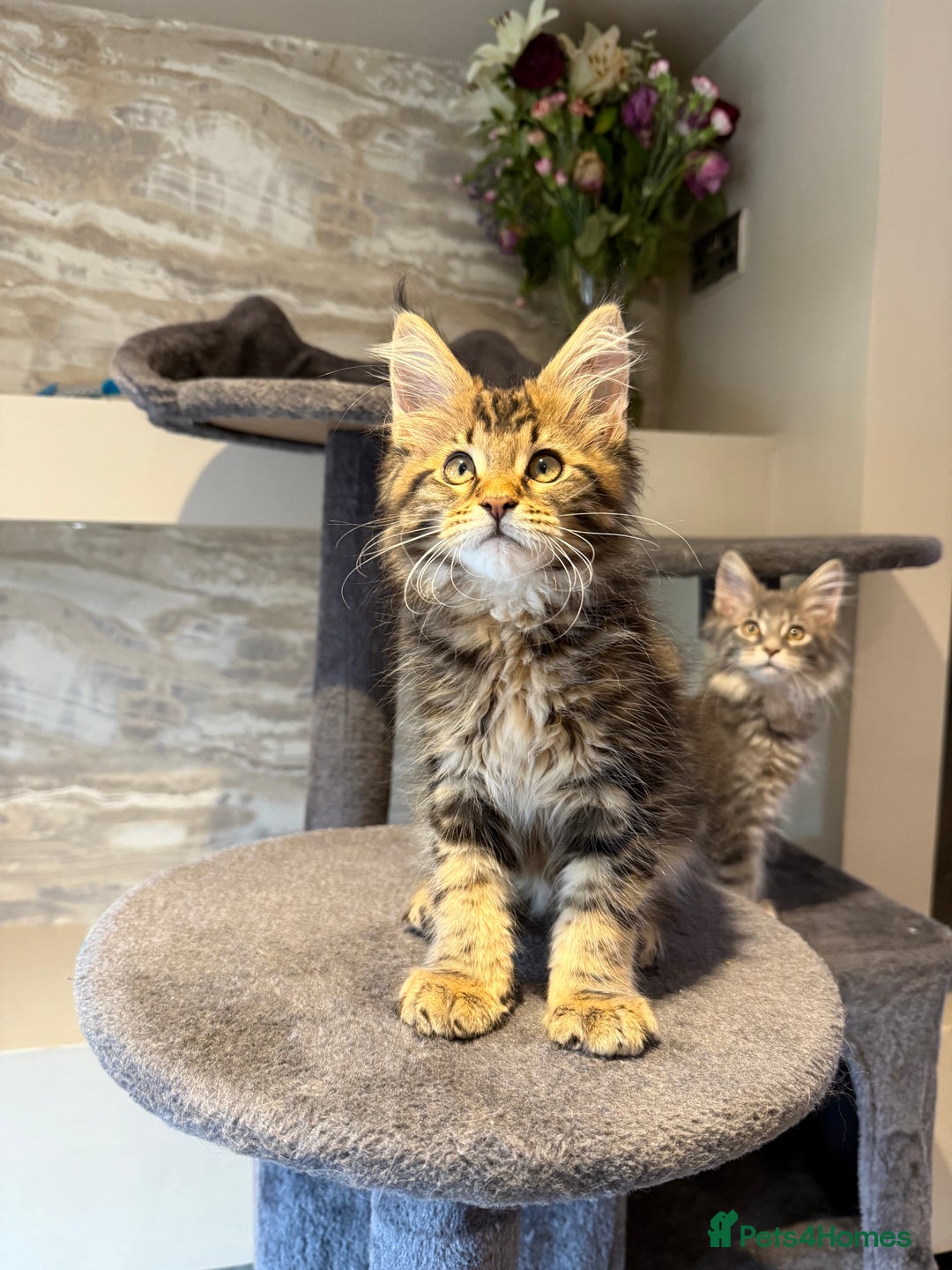 Maine Coon cats for sale: XL Russian Cubs 🇷🇺 ❤️ - Advert 18