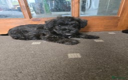 Mixed Breed dogs for sale: F1 Westipoos  - Image 18