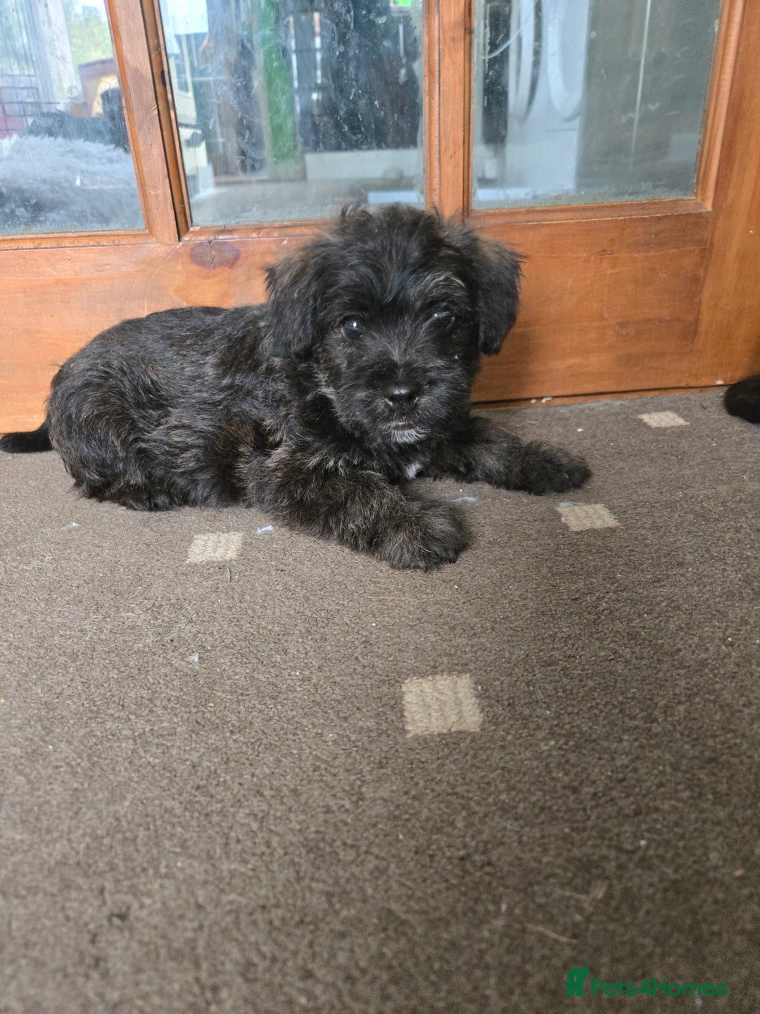 Mixed Breed dogs for sale: F1 Westipoos  - Image 18
