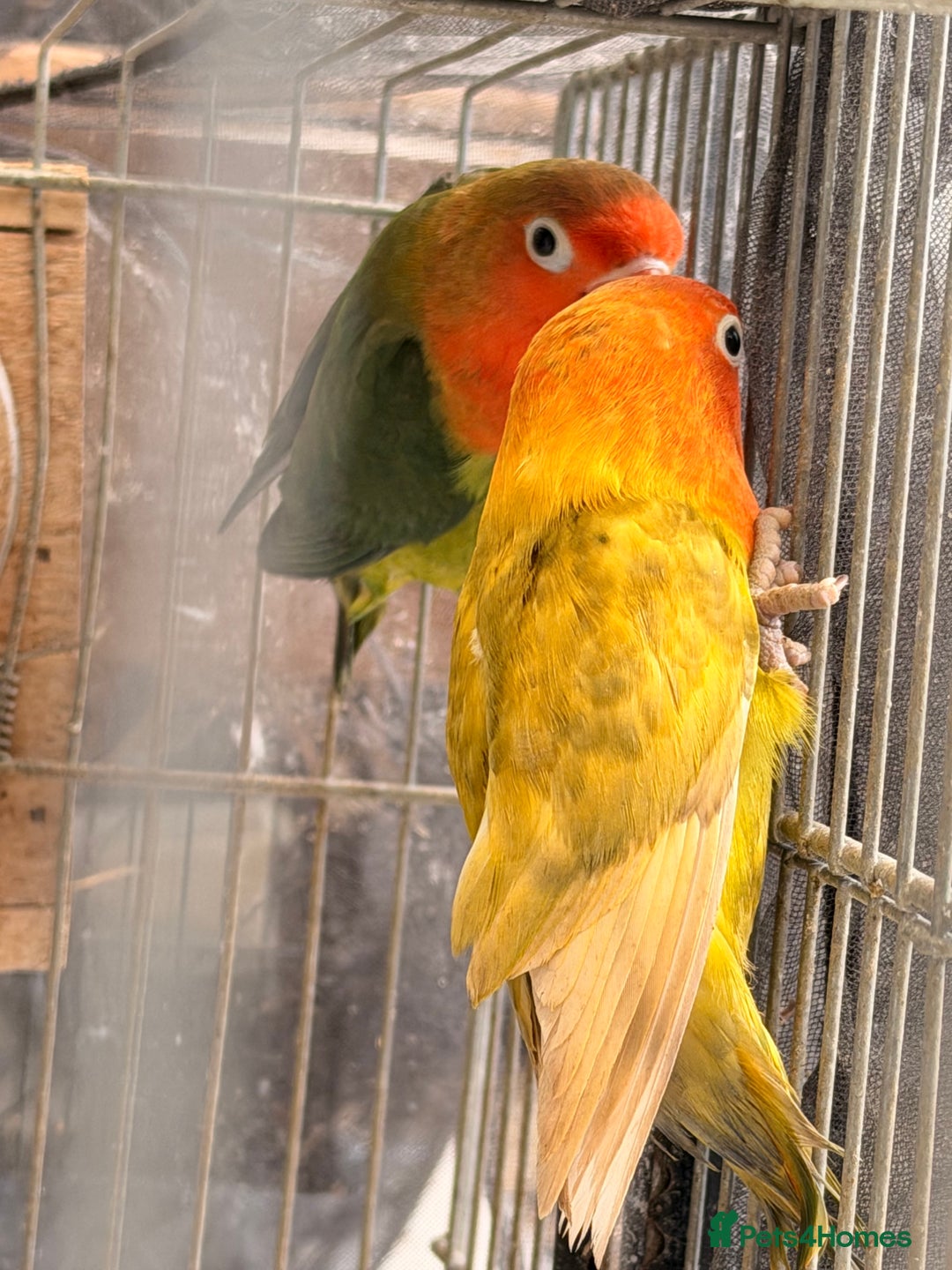 Lovebirds birds for sale: Lovebirds are looking for new home - Advert 7