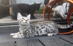 Savannah cats for sale: African bloodline, savanna kittens - Image 8