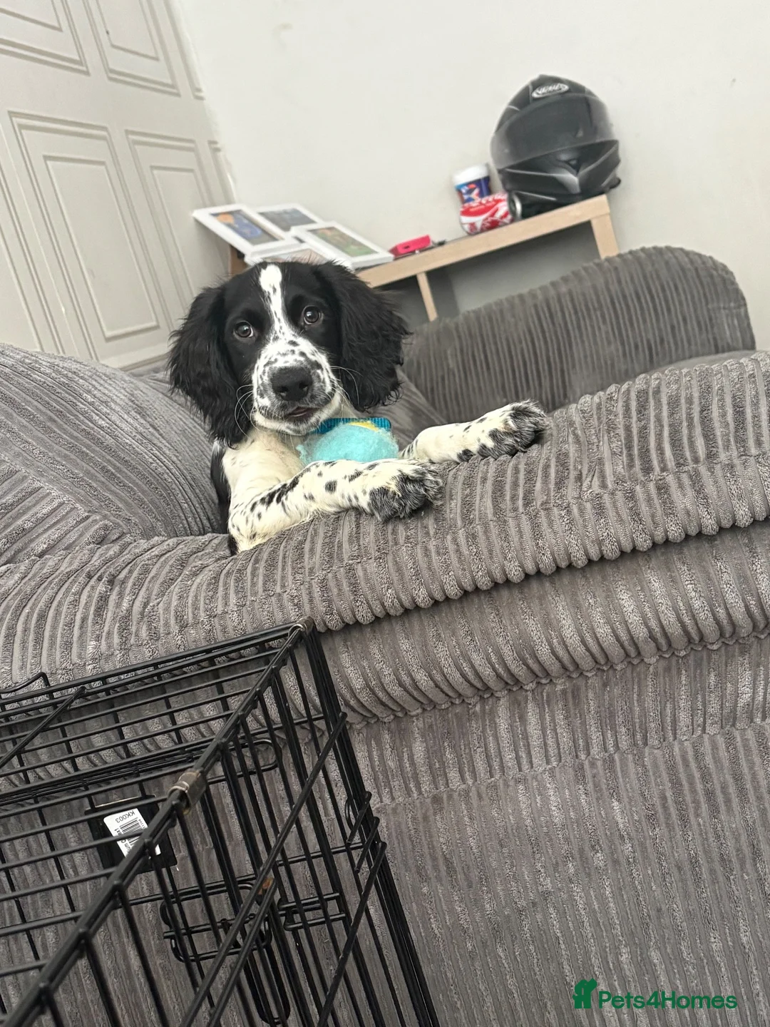 English Springer Spaniel dogs for sale: Gorgeous springer spaniel pup  in Wellington - Advert 9