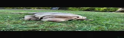 Labrador Retriever dogs for sale: Gorgeous Silver Labrador - Ready to leave!  - Advert 6