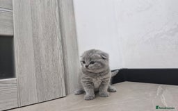 British Shorthair cats for sale: Beautiful British Short hairs kittens for sale - Image 13