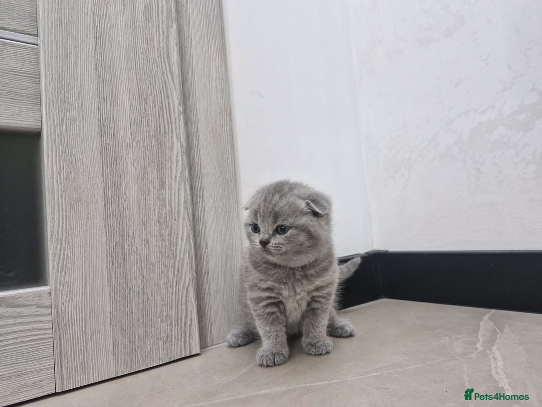 British Shorthair cats for sale: Beautiful British Short hairs kittens for sale - Image 13