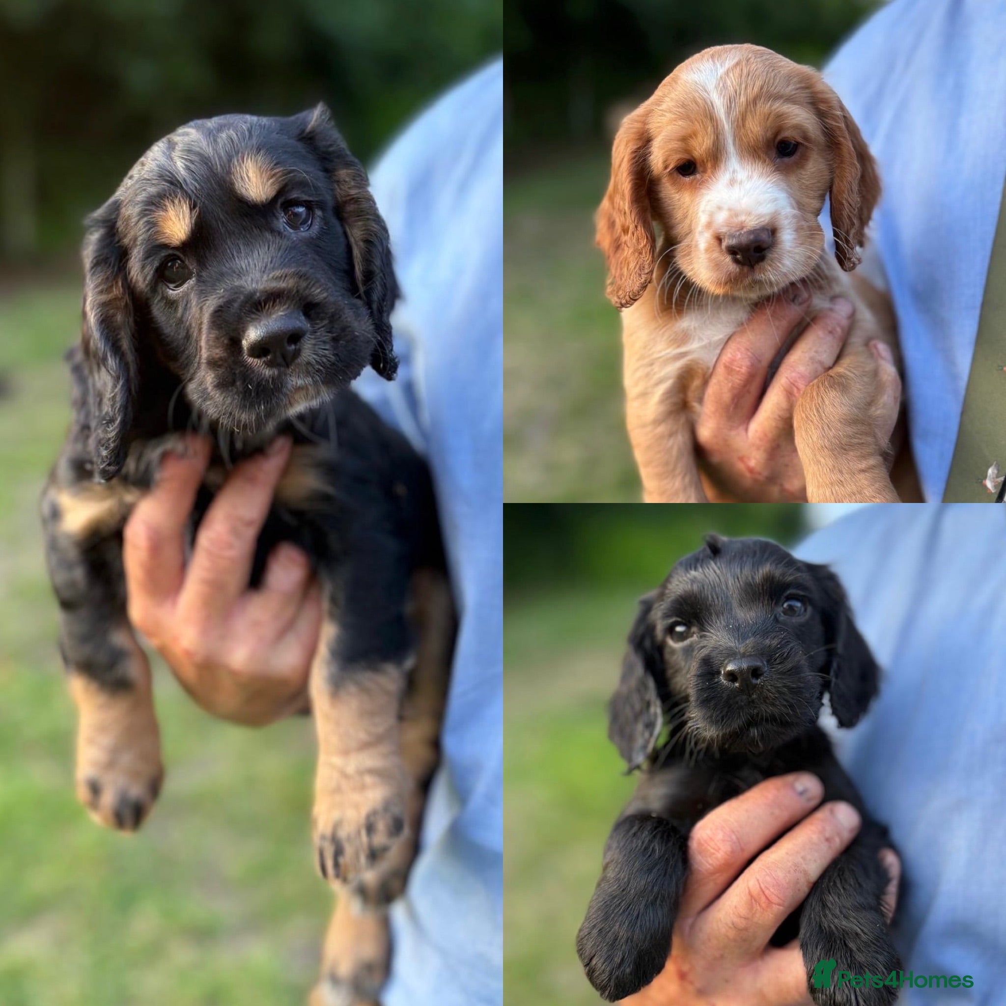 Cocker Spaniel dogs KC Registered Cocker Spaniels - Advert 1