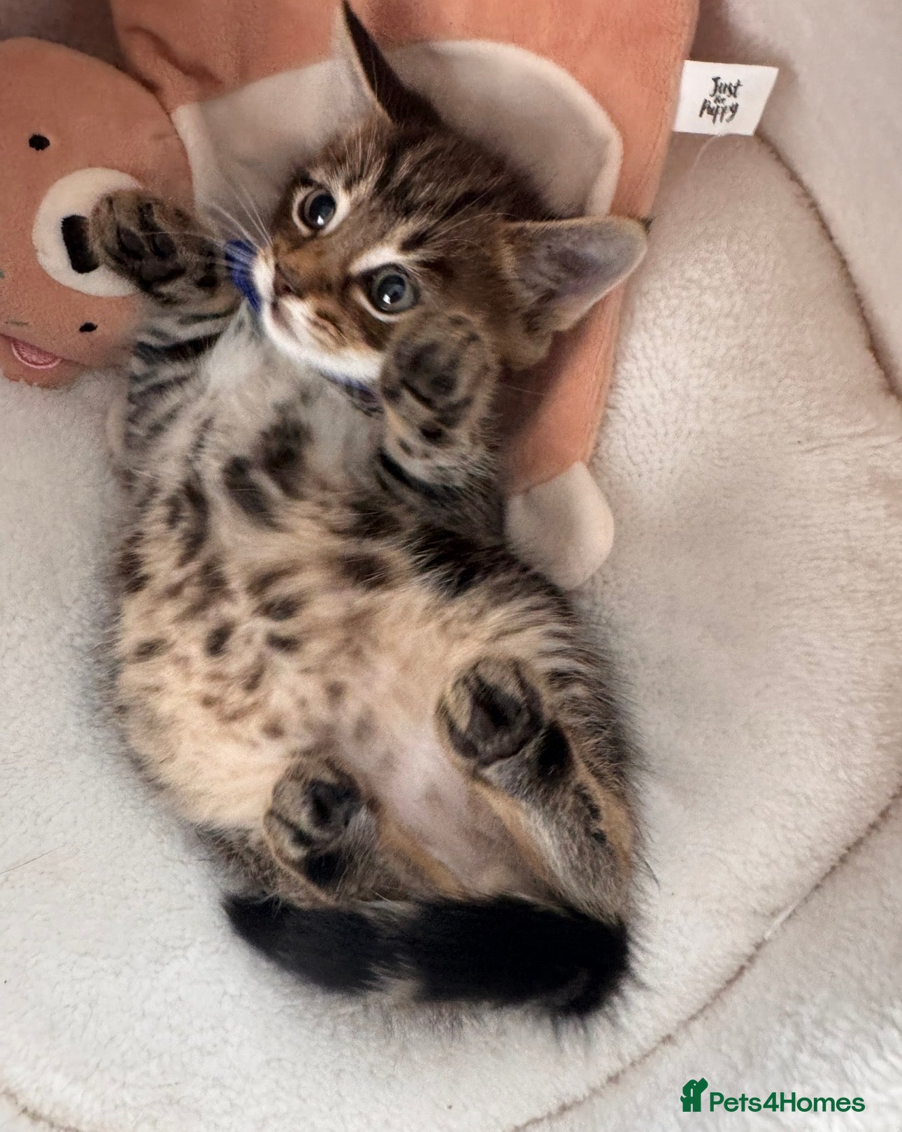 Mixed Breed cats Beautiful friendly well handled kittens - Advert 6