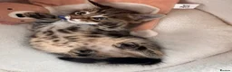 Mixed Breed cats for sale: Beautiful friendly well handled kittens - Advert 12