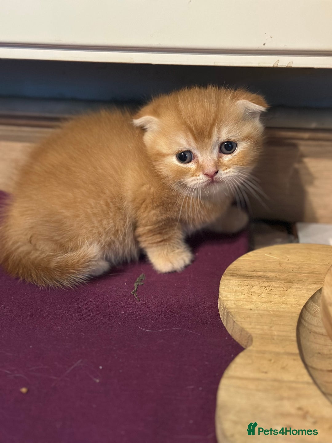 Scottish Fold cats for sale: Golden Scottish fold kittens - Image 3