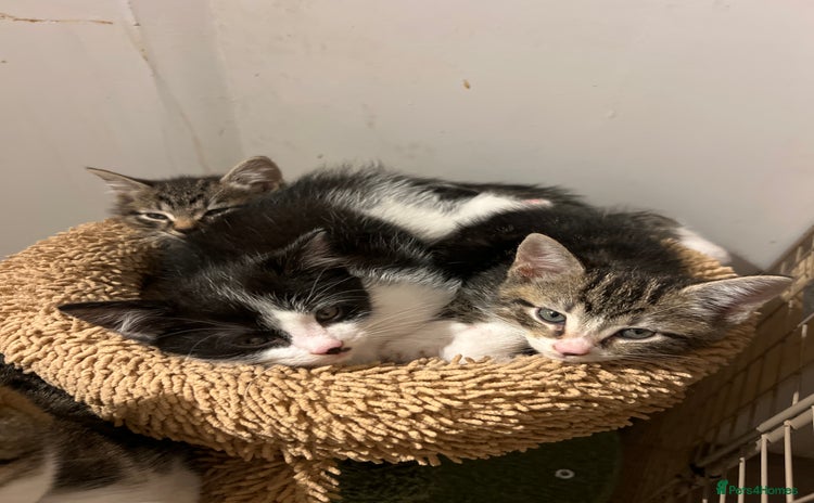 Mixed Breed cats - Advert 2