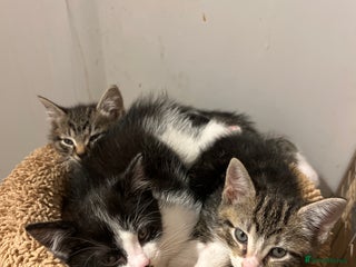 Mixed Breed cats - Advert 1