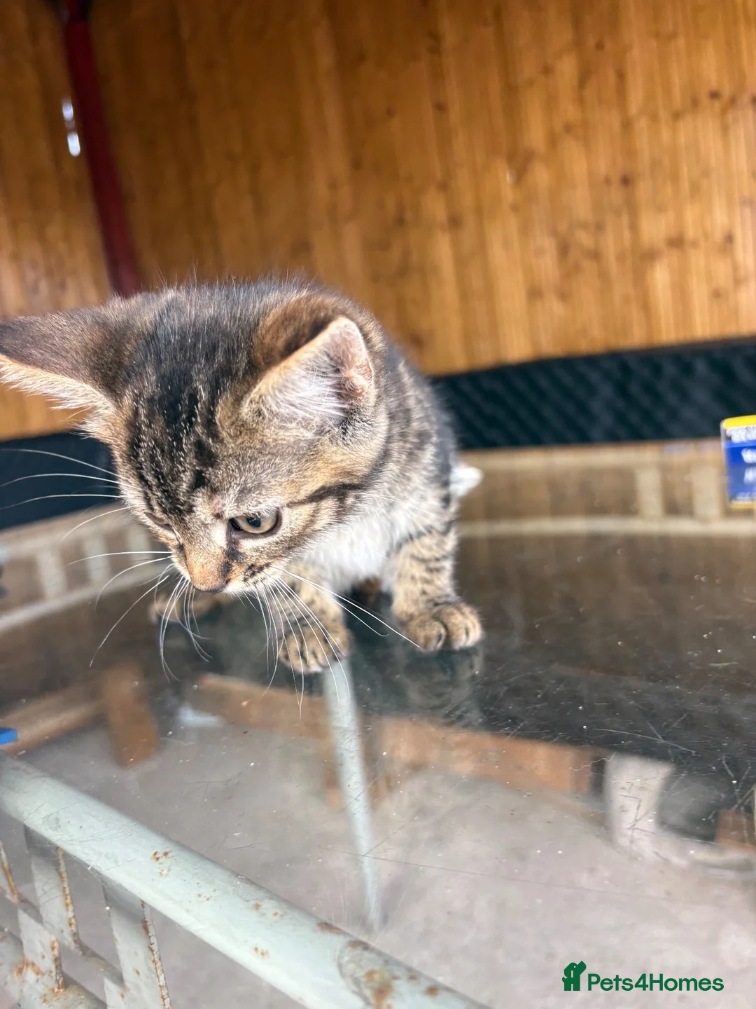 Mixed Breed cats for sale: Two Lovely Female Kittens Looking for Homes - Advert 2