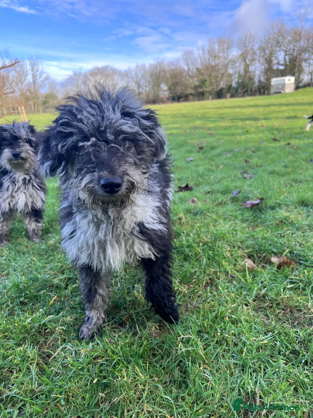 Mixed Breed dogs for sale: Stunning litter of 3/4 Toy Poodle X Welsh Collie - Advert 19