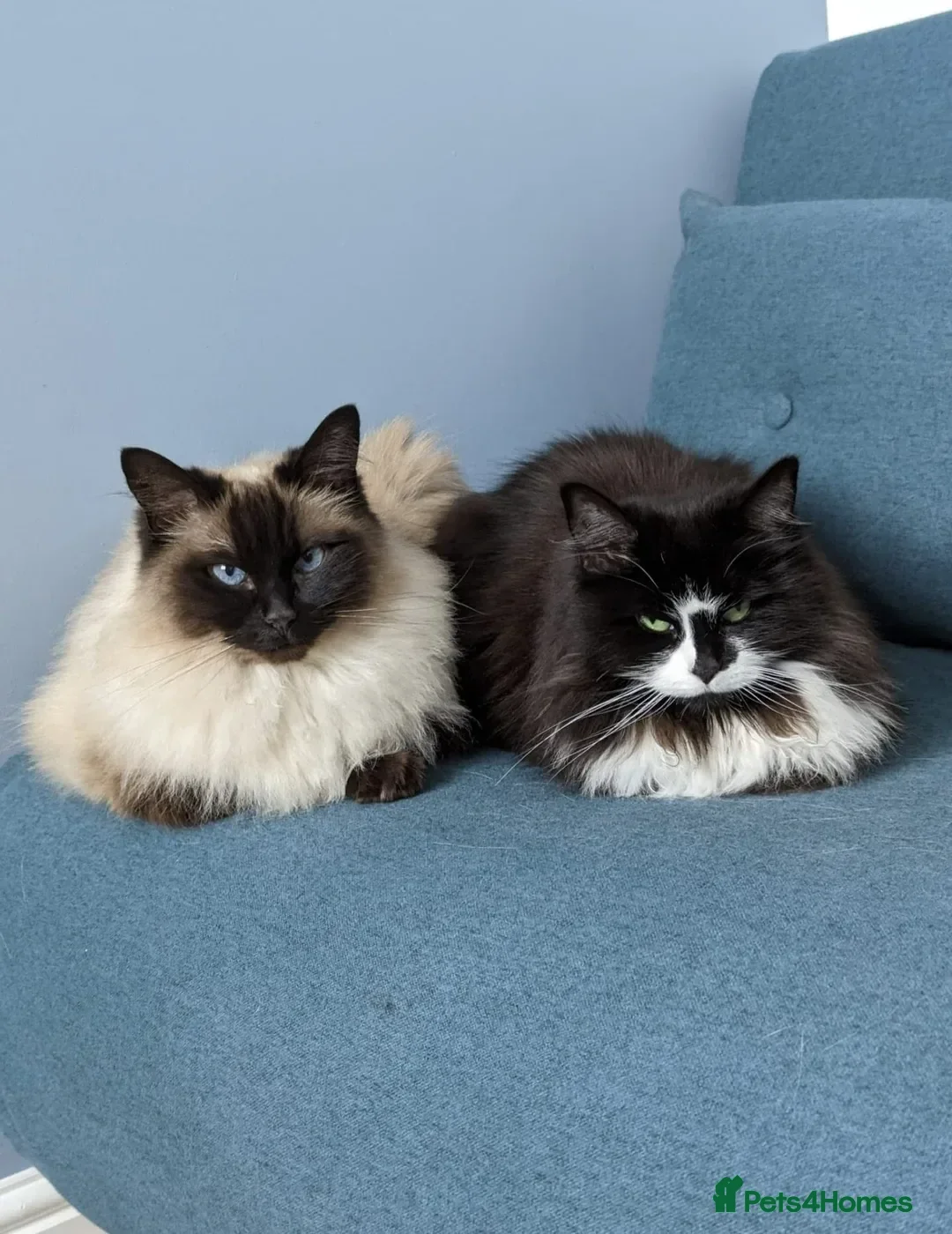 Ragdoll cats for sale: Alice and Layla two house cats to be rehomed - Advert 1