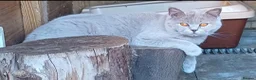 British Shorthair cats for sale: Beautiful TICA Scottish Straight and Fold kittens  - Advert 11